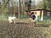 wildpark-2